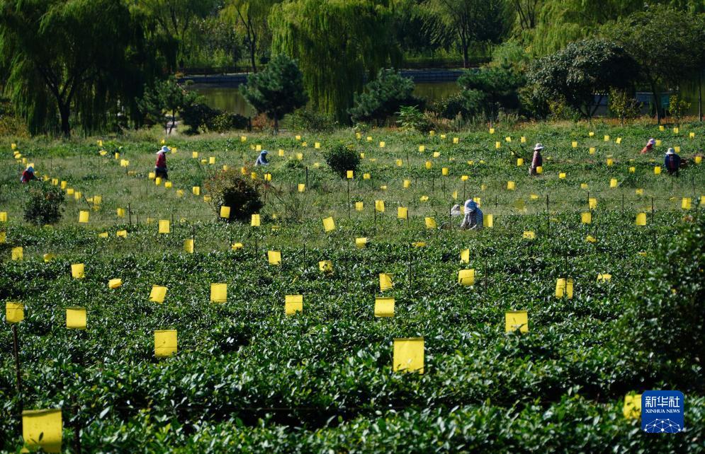 十大平台网